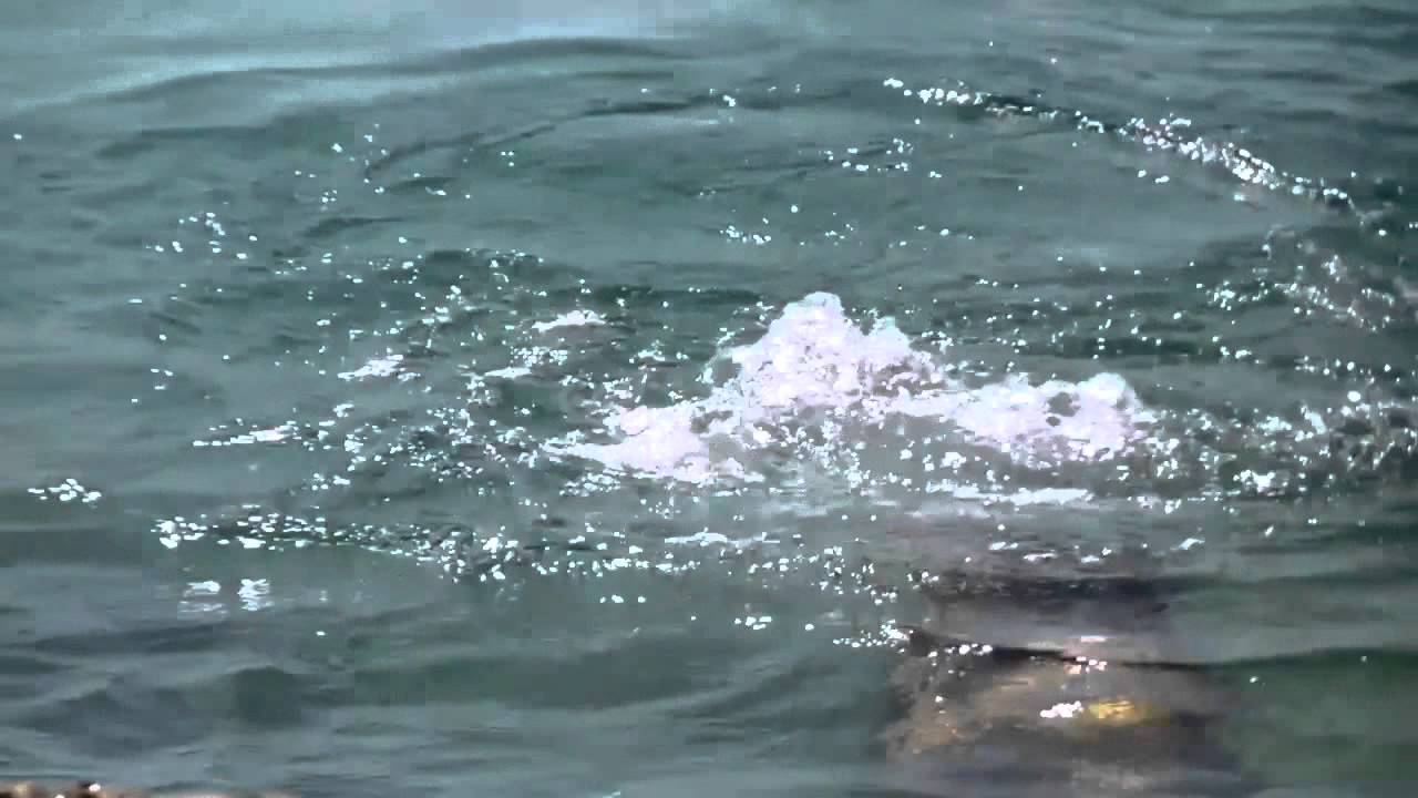 La &uacute;nica sirena real que pudo grabarse de cerca