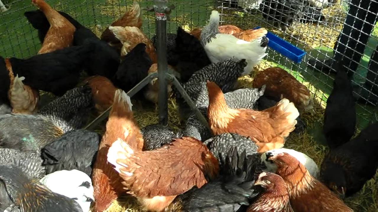 Kleintiermarkt in Wallhausen