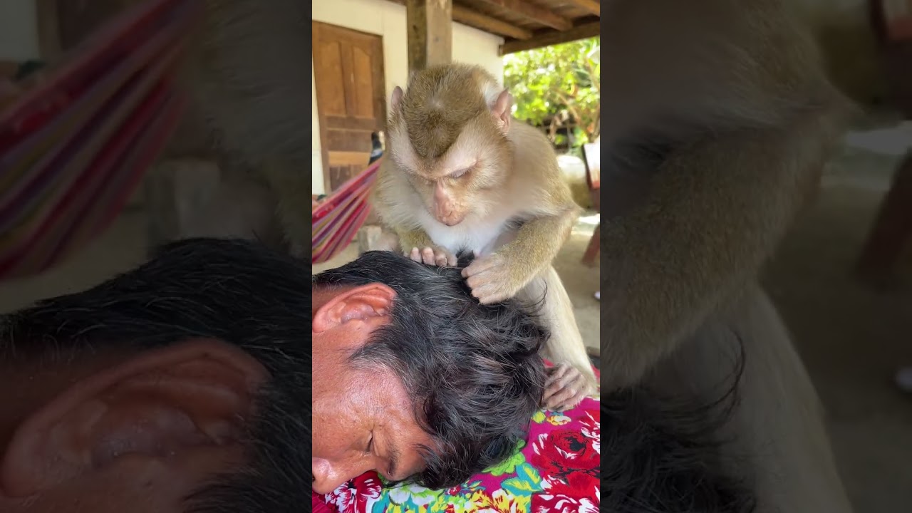 Удивительный уход за обезьянкой 
