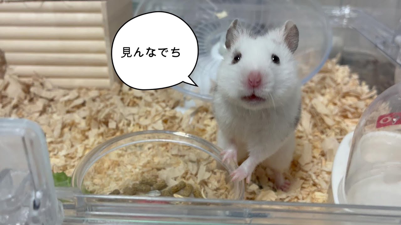 2匹のオスとメスのゴールデンハムスターの日常癒し動画