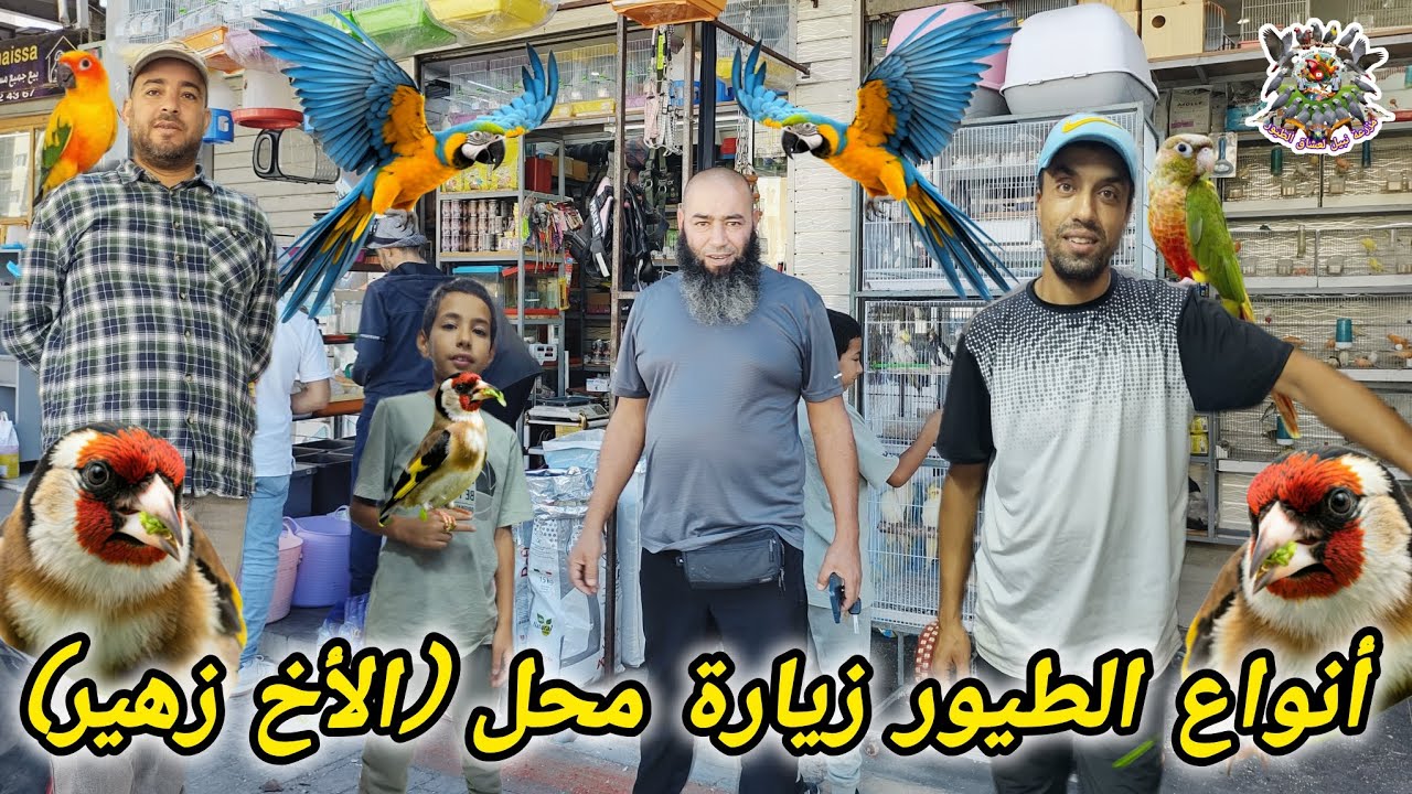 #طنجة #عالم #الطيور الساحر جولة مصورة في محل بيع جميع أنواع الطيور النادرة عند الأخ زهير 🏃🦜 