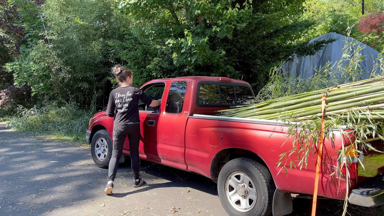 Build a beautiful Bamboo fence for FREE, we did so can you