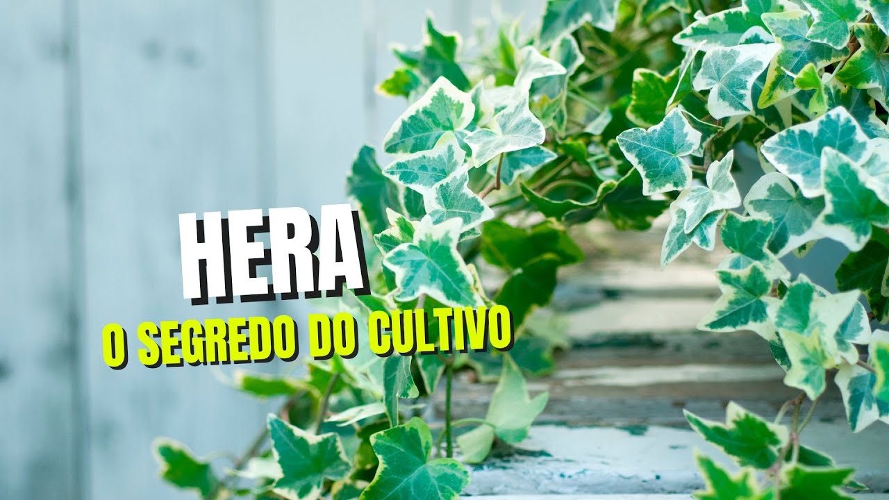 HERA: Coisas que você PRECISA saber sobre seu CULTIVO