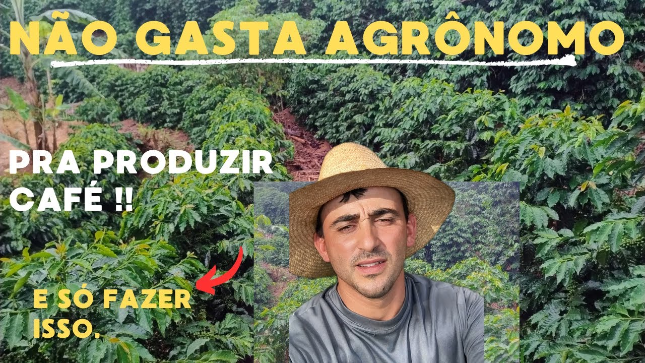 Produzir café? Não precisa de Agrônomo! E só fazer ISSO...