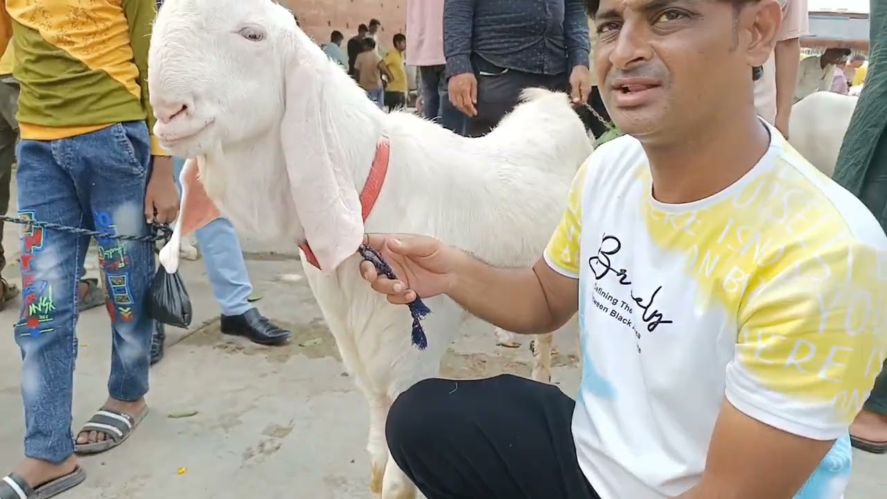 Riverfront Bakra Mandi on Sunday 6th October 2024