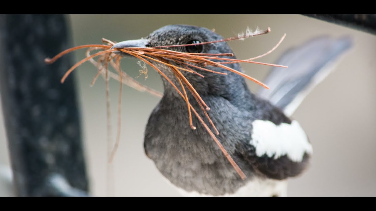 Oriental magpie-robin, journey from eggs to chicks