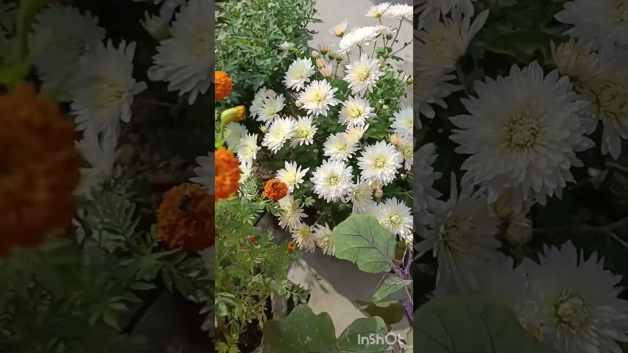 আমার বাগানে শীতের সৌন্দর্য ❤️❤️❤️❤️ 