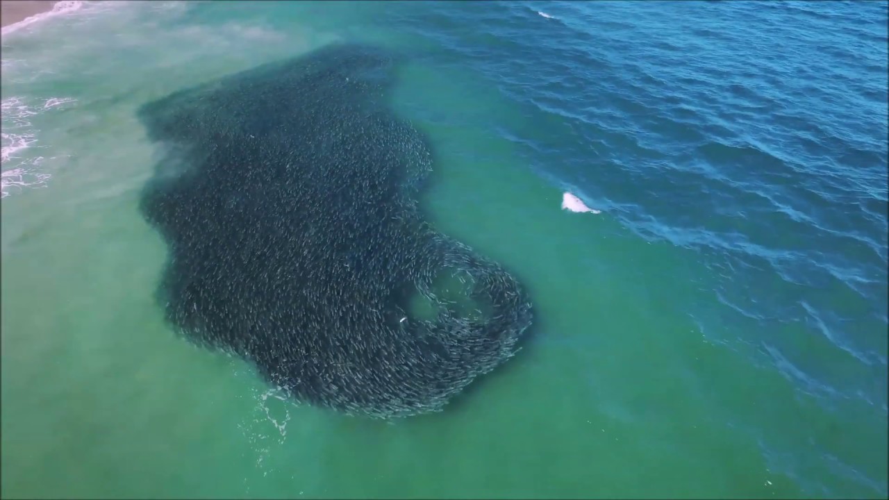 Mullet Run Juno Beach 2018 (Drone)