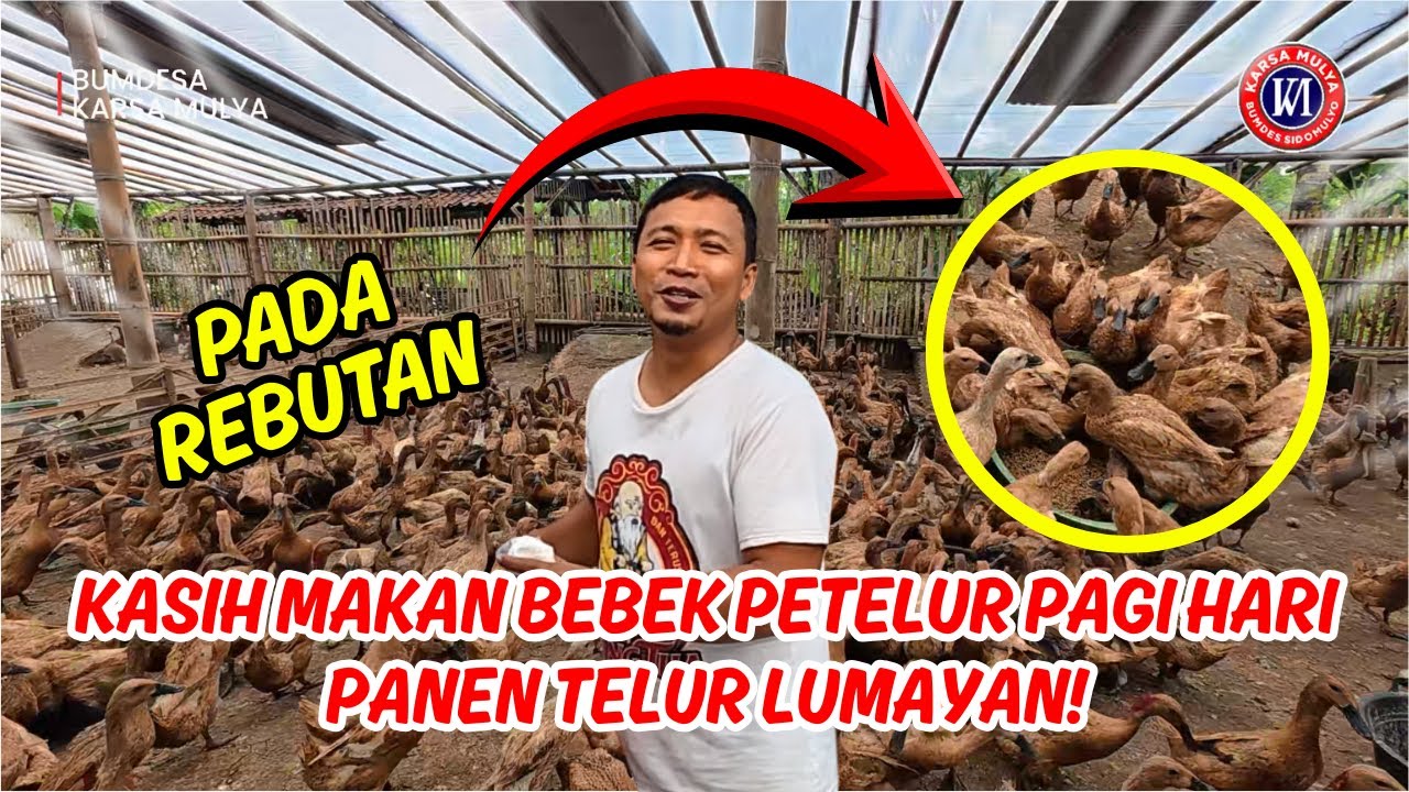 KASIH MAKAN BEBEK PETELUR PAGI HARI PANEN TELUR LUMAYAN #bebek #petelur #telur #pakan #kandang