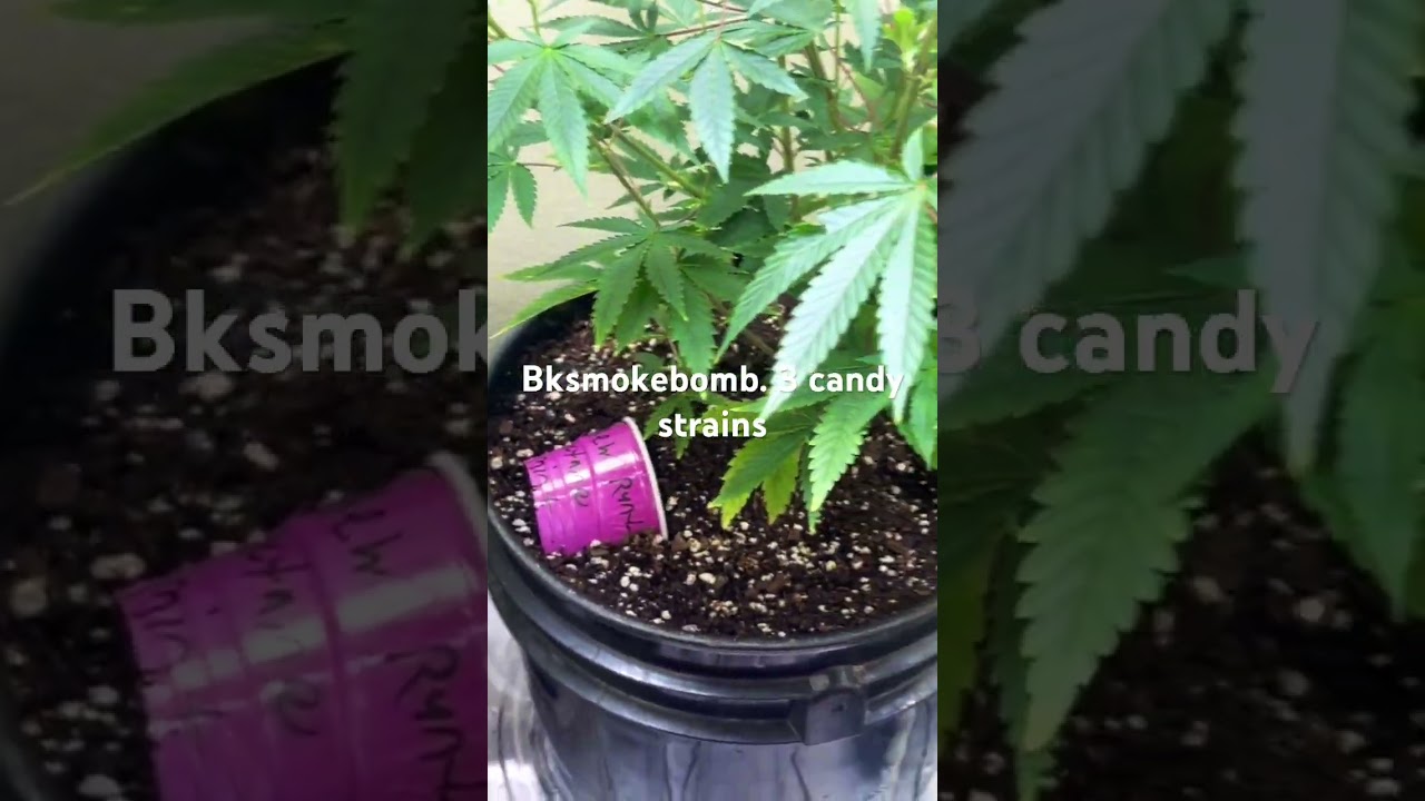 Soil grow coco loco Fox farm cultivation nation