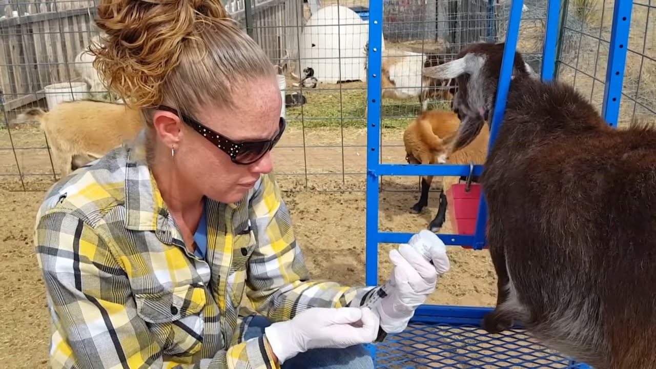 How To Worm A Goat