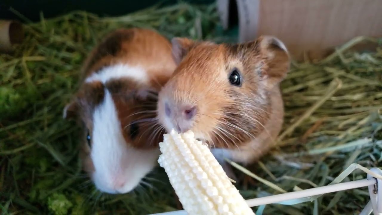 Bert and Ernie 5 week old Guinea pigs eating baby corn.