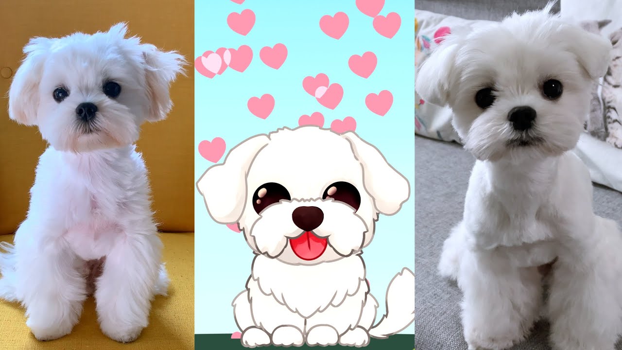MY MALTESE PUPPY IS SMALLER THAN YOU THINK! 🍼 🐶 #maltese #puppy #dog