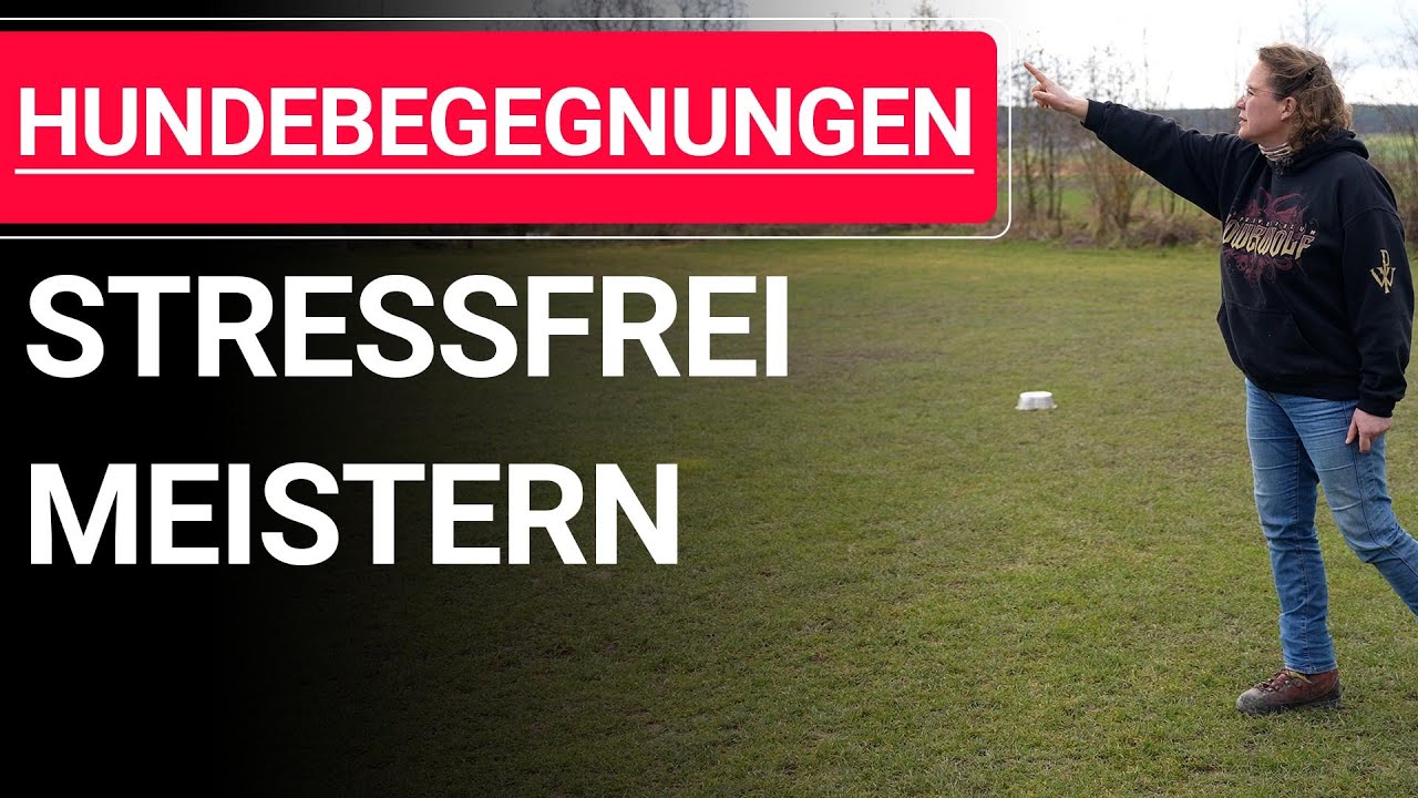 🐕🐶 Stephanie Salostowitz ➡️ Hundebegegnungen effektiv meistern! 🐕🐶✔️