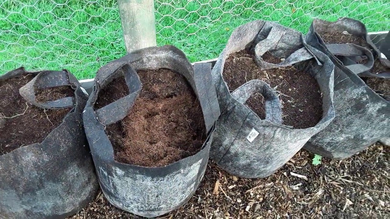 Как подготовить ревень к зиме ♻️ Эксперимент с мульчированием древесной щепой и навозом