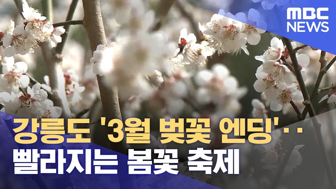 강릉도 '3월 벚꽃 엔딩'‥빨라지는 봄꽃 축제 (2024.03.20/뉴스데스크/MBC강원영동)