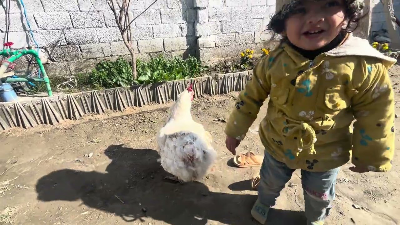 Big hen