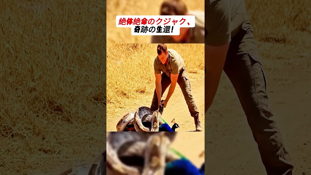 絶体絶命のクジャク、奇跡の生還！ #動物レスキュー #奇跡の瞬間 #自然の物語 #命を守る勇気 #感動の出来事