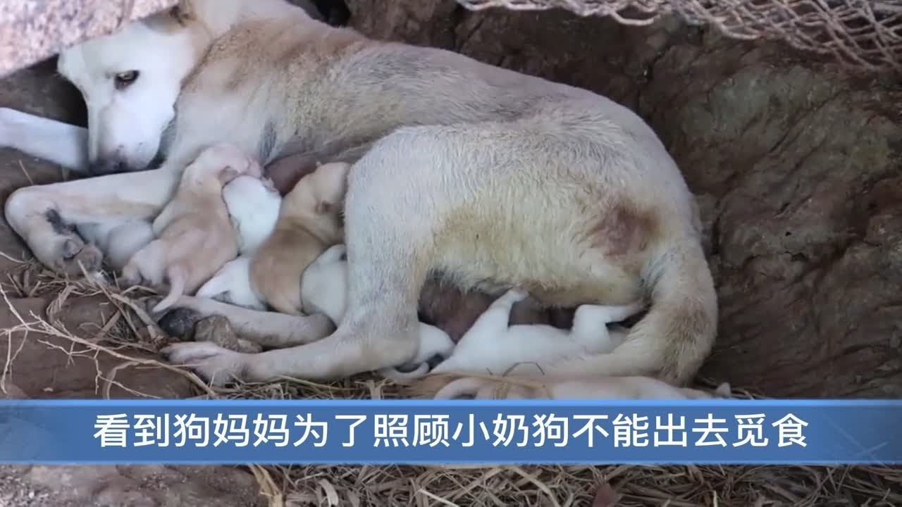 流浪狗妈妈生育了一窝小奶狗，为了孩子，狗妈妈用身体为它们取暖