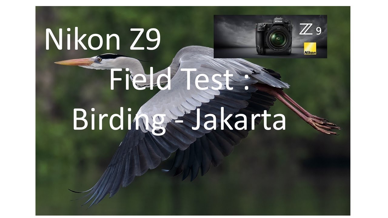 Nikon Z9 Field Test - Birding Jakarta