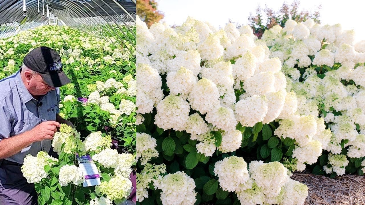 Hydrangea Little Hottie®  - Terrific, Small Growing, Free Flowering, Easy to Grow, Panicle Hydrangea