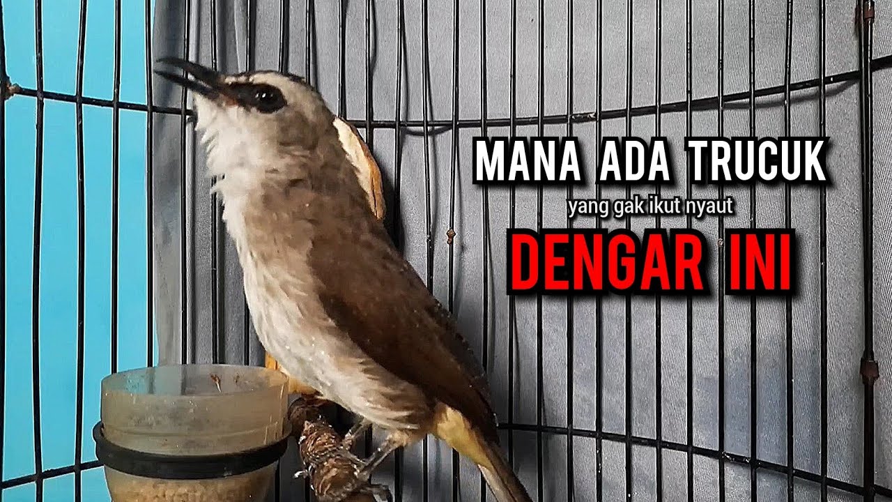trucukan gacor TARUNG ROPEL PANJANG pancingan trucukan agar bunyi jadikan burung trucuk gacor NYAUT