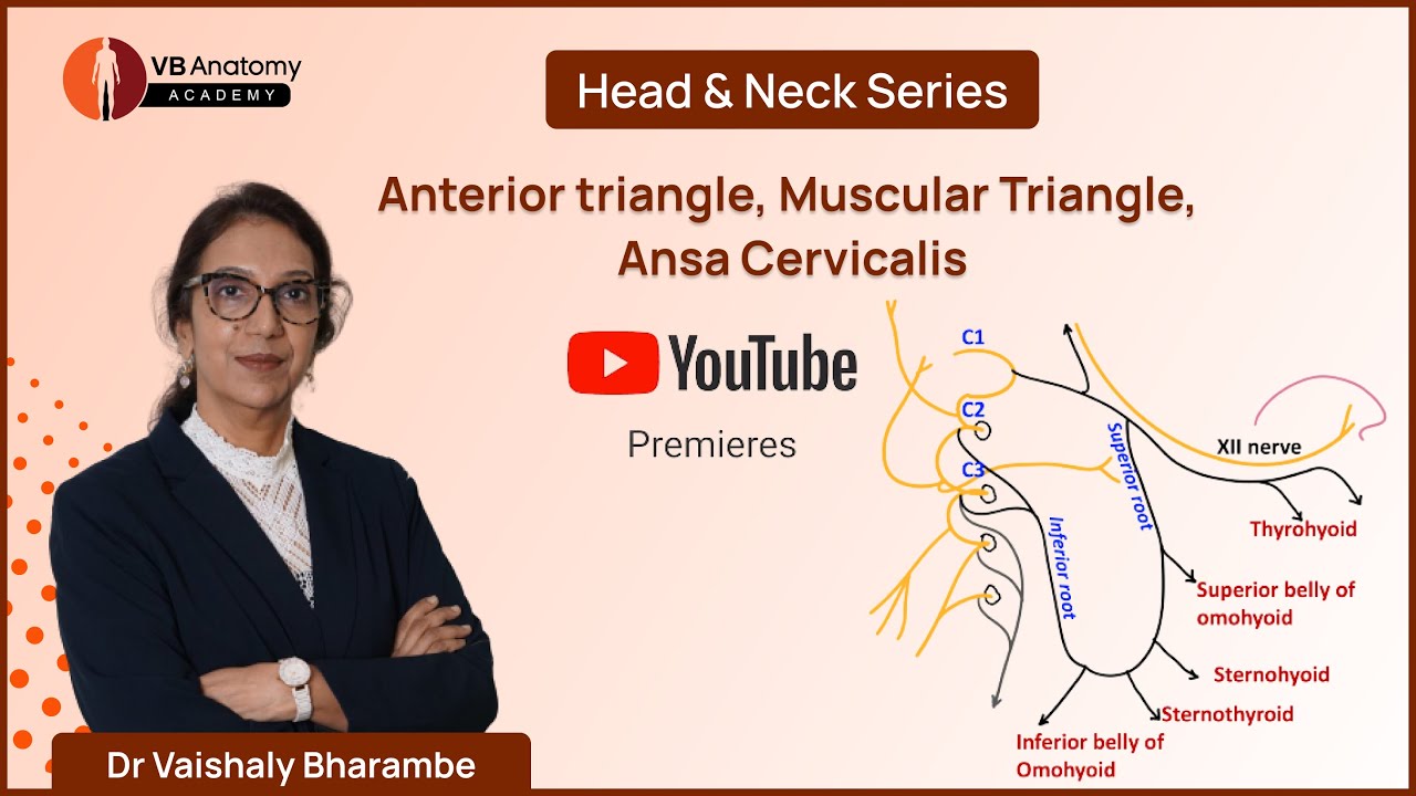 Unraveling the Anterior Triangle: Muscular Triangle & Ansa Cervicalis with Dr. Vaishaly Bharambe