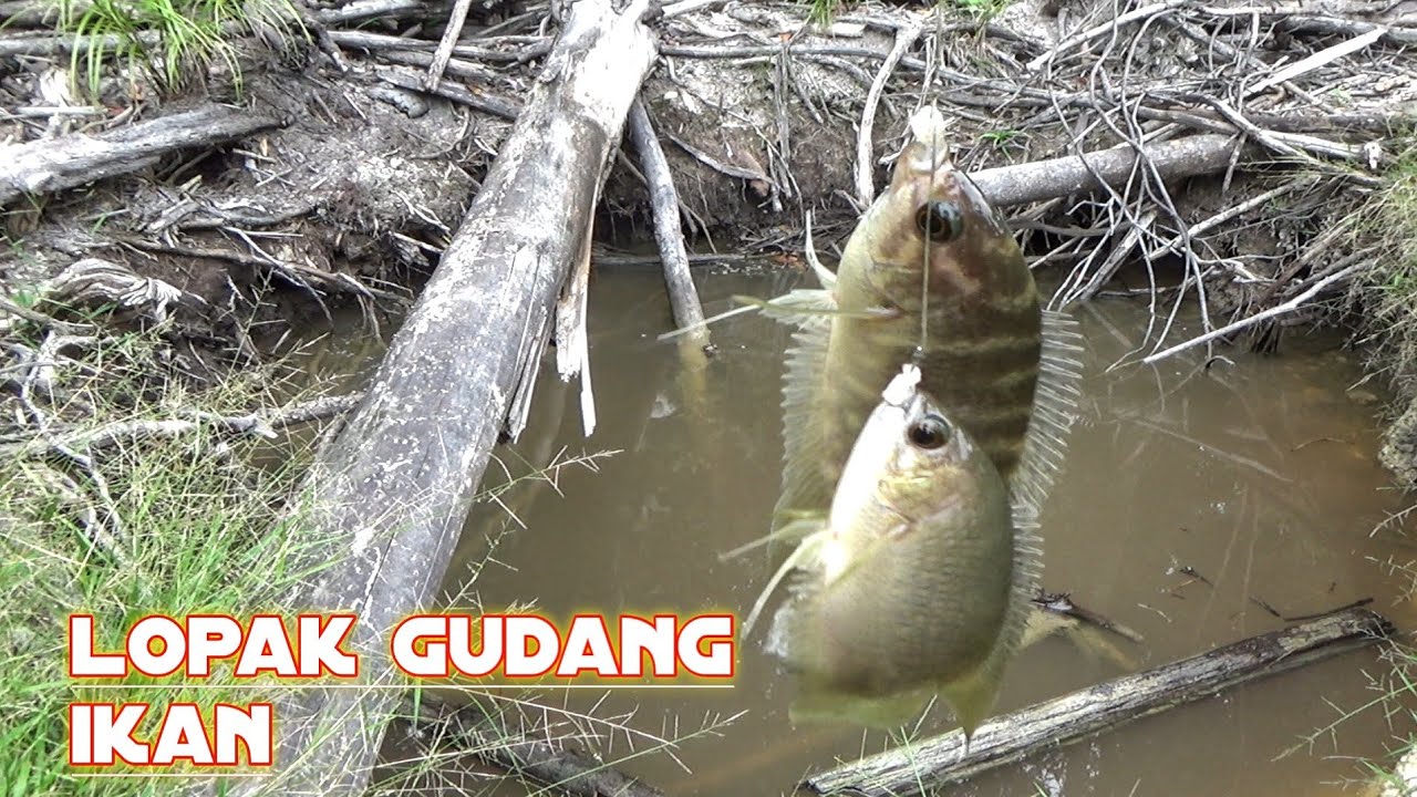 MUSTAHIL TAPI NYATA,LOPAK SEKECIL INI BANYAK IKAN MANCING KEPAR