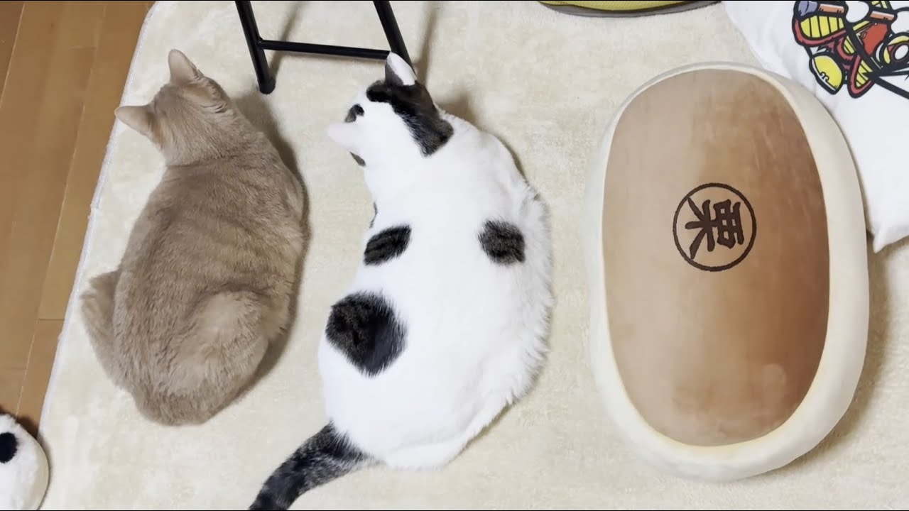ホットカーペットを満喫する太猫