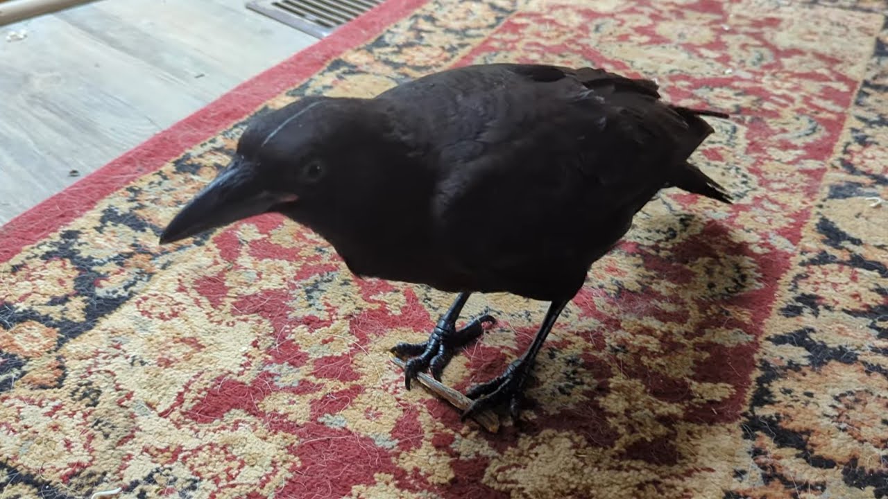Baby Crow Screams At Me For Touching The Food 