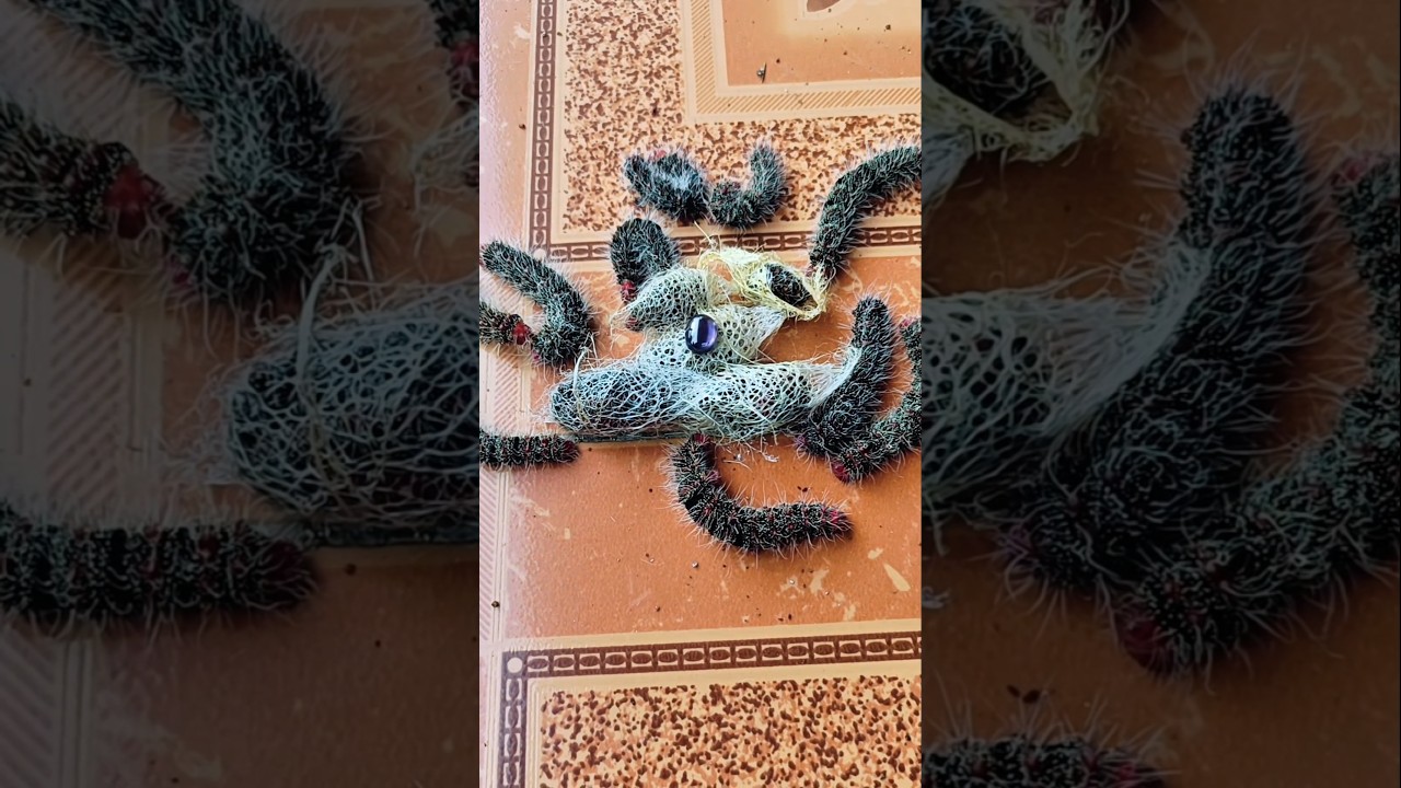 misteri ulat bulu pindah ke rumah warga ternyata kepongpongnya isi mustika ungu #mistis #viralshots