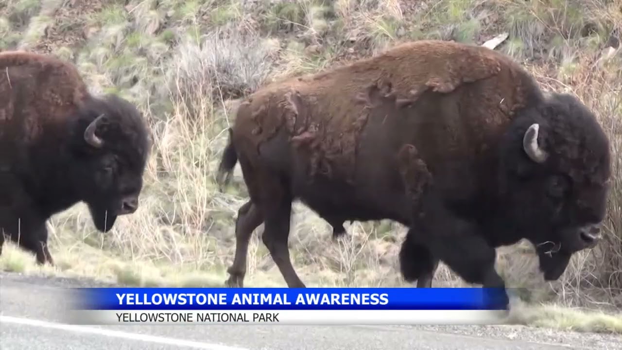 Second bison goring this year in Yellowstone stresses visitor caution
