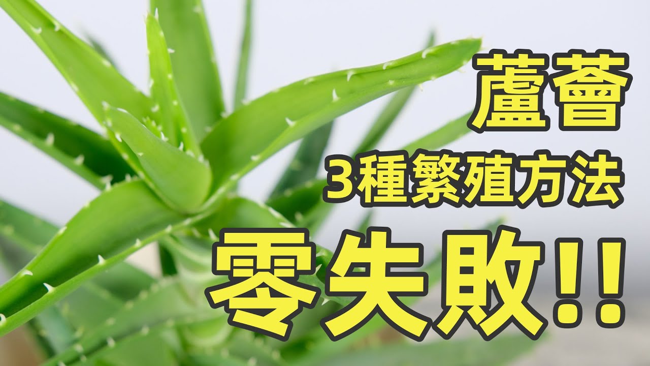 蘆薈繁殖：分株、扦插一盆變多盆，成功率超高（3種方法）