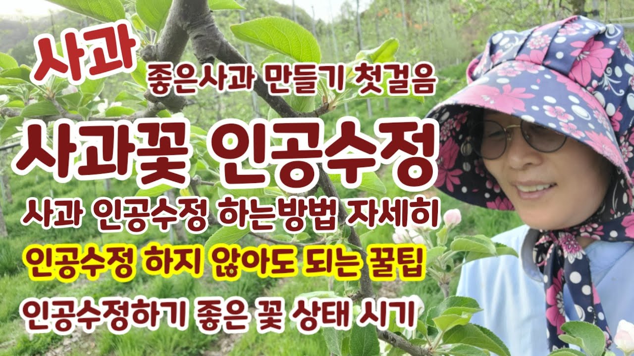 사과 인공수정 꽃상태 인공수정하는방법[사과재배]