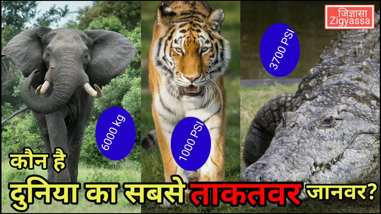इन जानवरों में रहती है असीम ताकत। These animals have immense power in them.