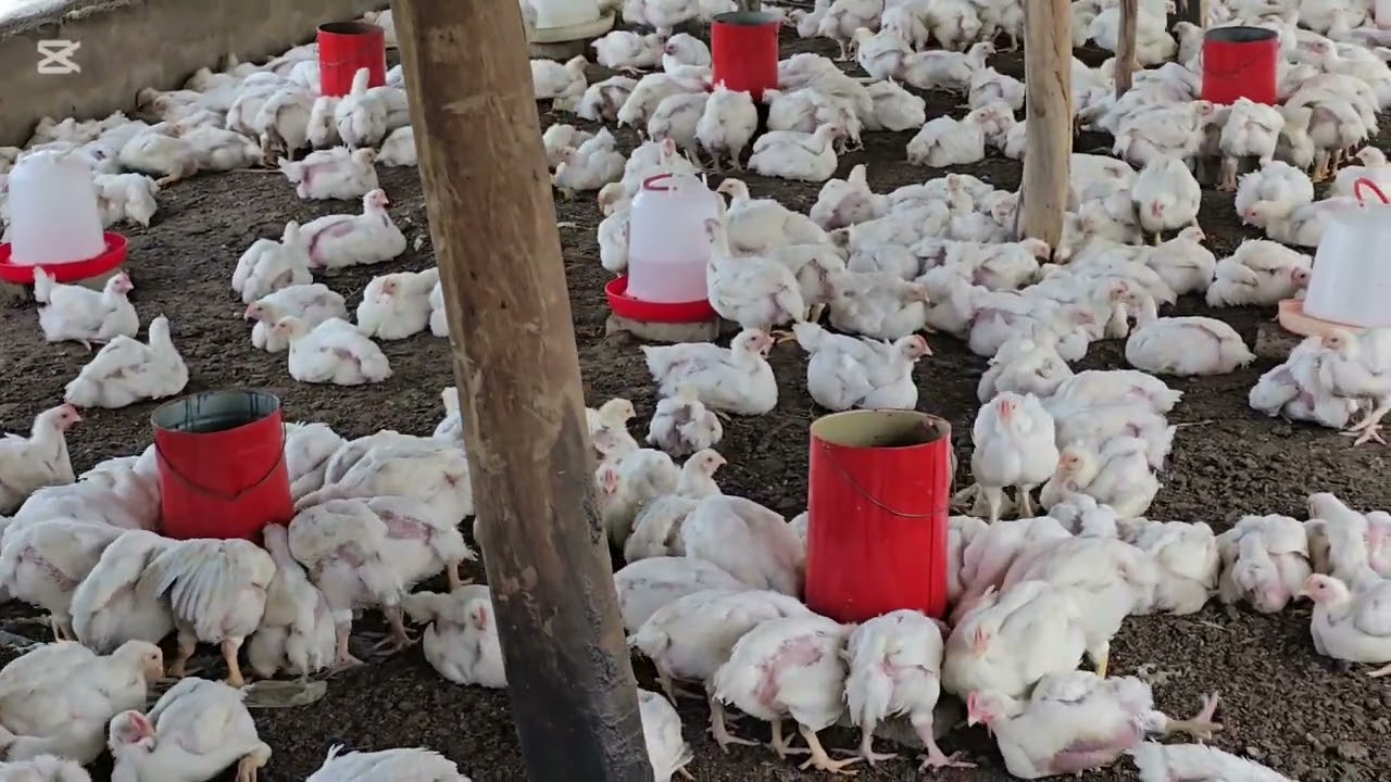 Why i Love Broiler Farming.