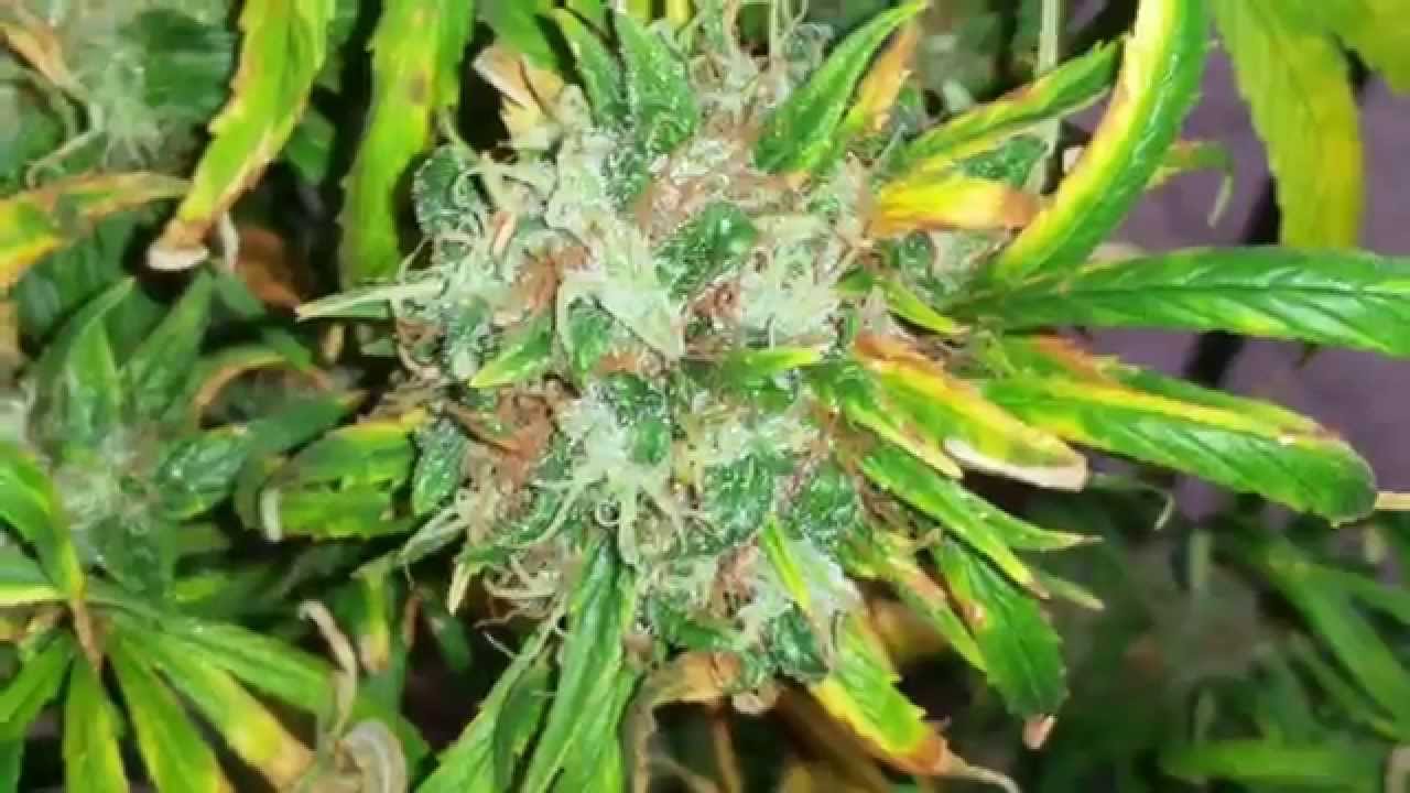 Mr nice genetics: nevilles haze