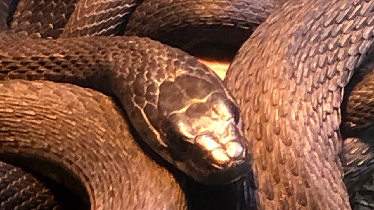 My Garter Snake Breeding Plans for 2025