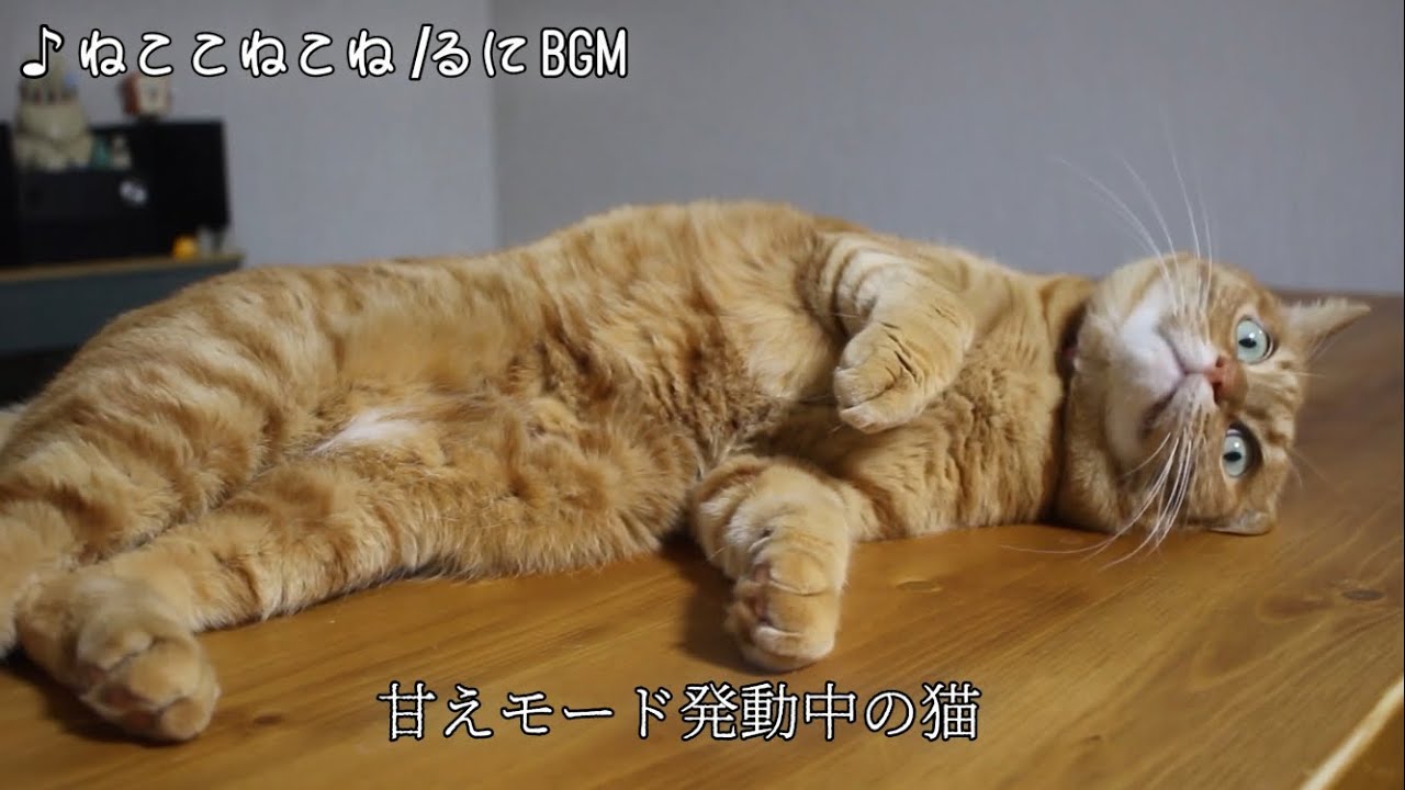 ねこが甘えたり寝転がったり