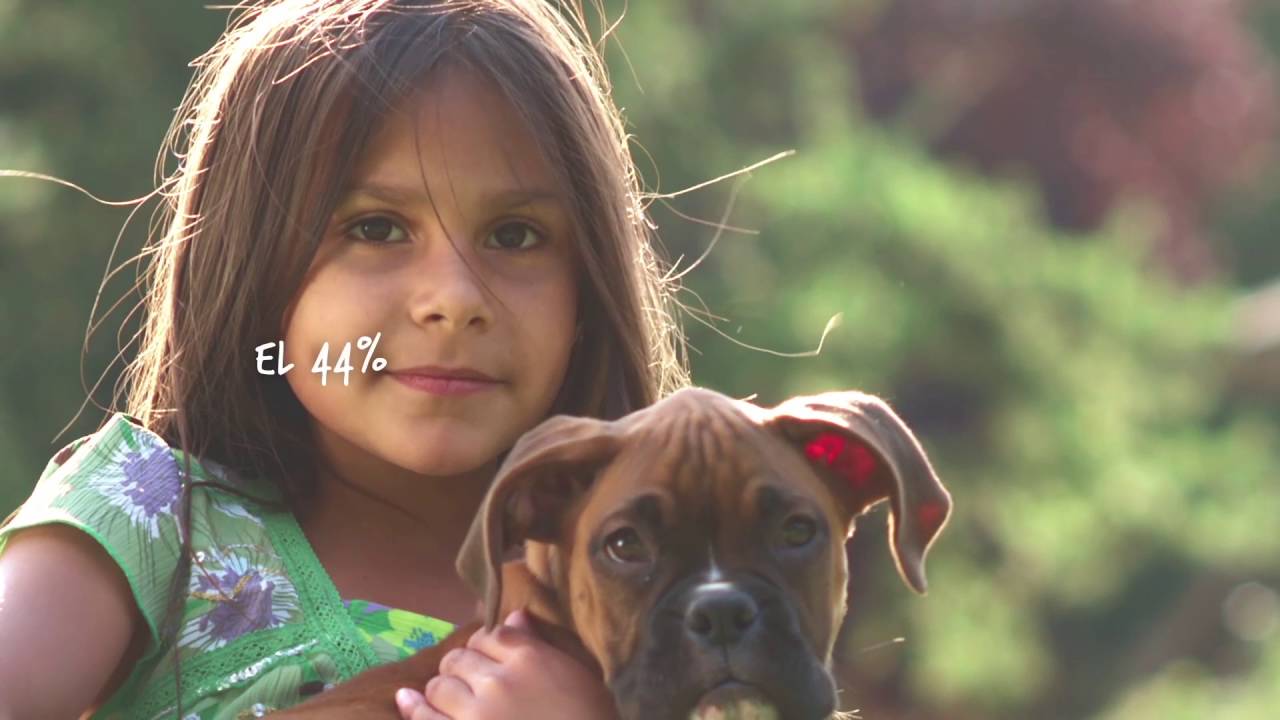 Estudio de Abandono y Adopci&oacute;n 2016 | Fundaci&oacute;n Affinity