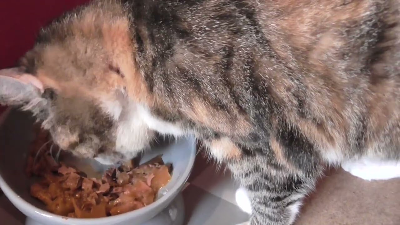 Susi schmast , ihr schmeckt es