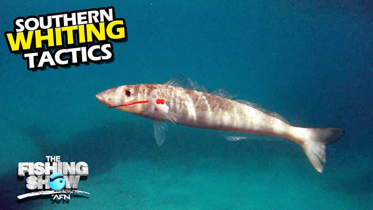 Southern Whiting Tactics