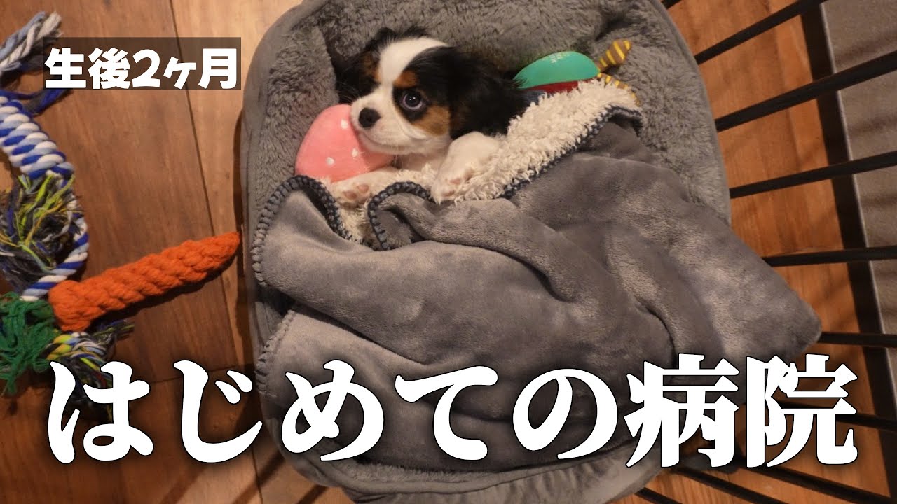 子犬お迎え後はじめての病院に行ったら悲しいことになりました…【キャバリアキングチャールズスパニエル】