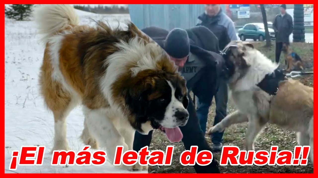ESTO sucede al cruzar un CÁUCASO - Perro GUARDIÁN DE MOSCÚ