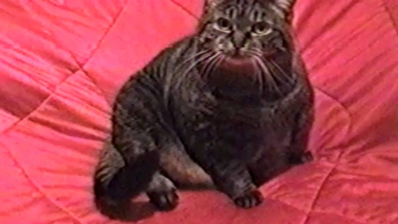 ☺ AFV Part 345 - Cats Are Cool (Funny Clips Fail Montage Compilation)