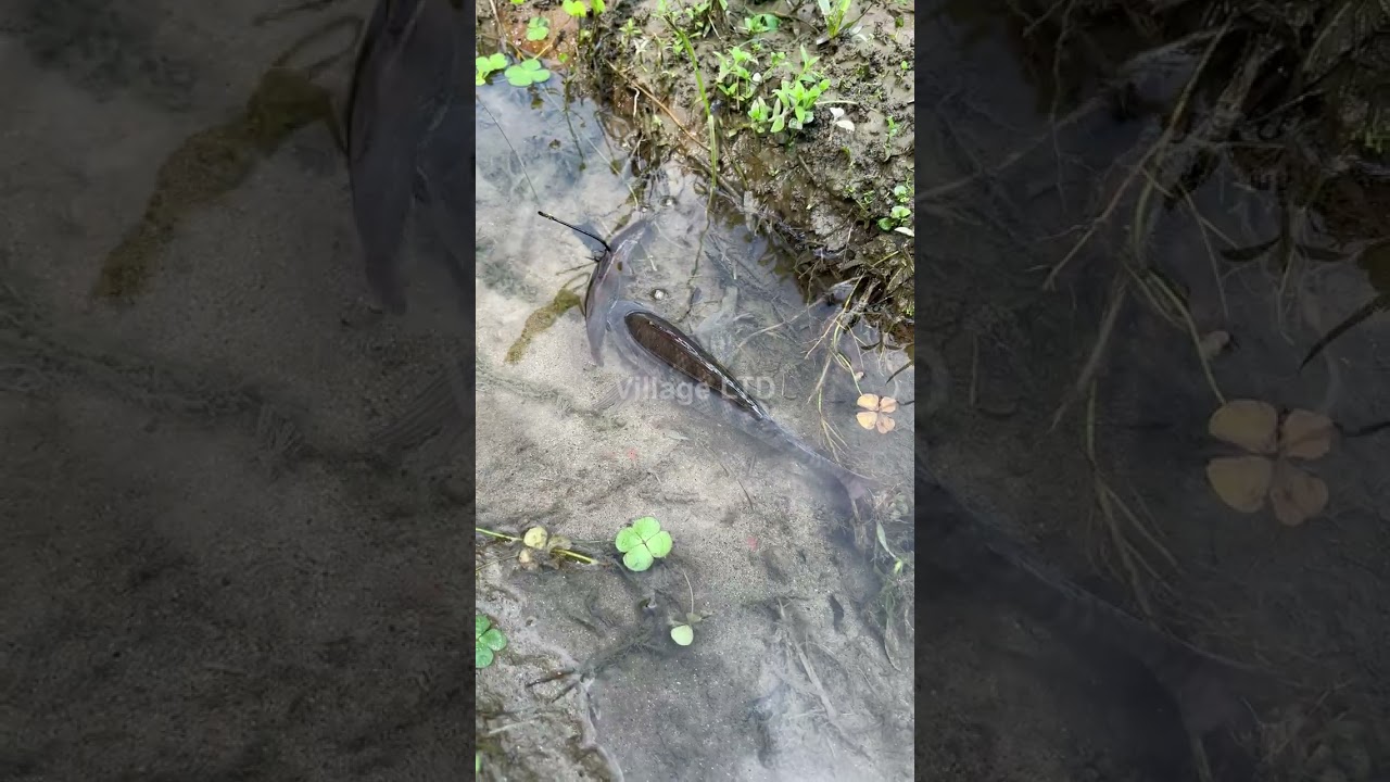 🎣 Fishing for LIFE in a Desi Village | A Day of Traditional Fishing in Rural Life 🌾 Village Ltd