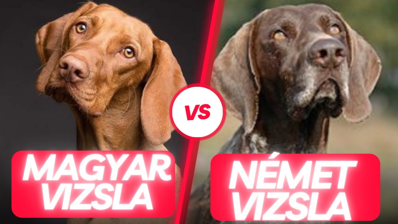 Magyar vizsla, vagy német vizsla?