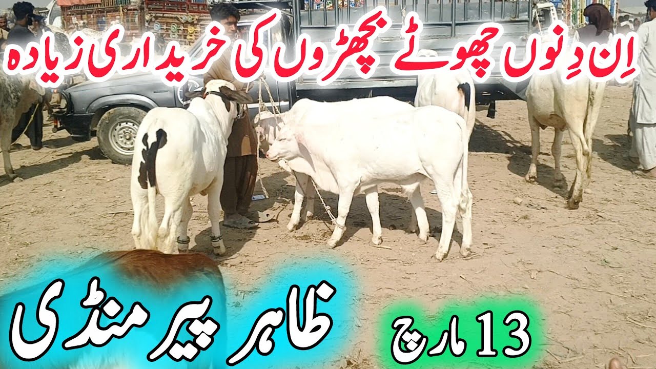 Chote Zero Size khubsurat Bachre Bachriya | Zahir Pir Cow Mandi | Ablak Nukra Gulabi Barhman 2027&28