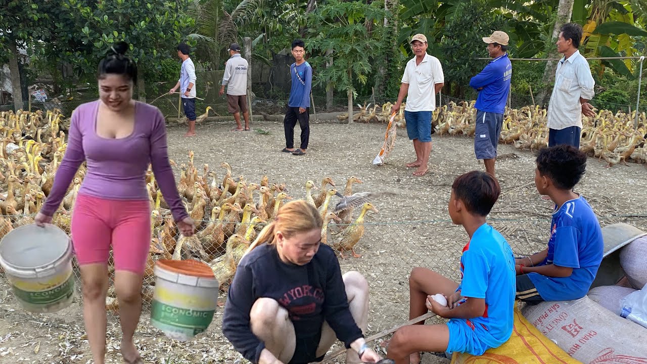 50,000 Ducks on a Farm in the Countryside | Real Duck Farming in Vietnam | Huong Farm Vlog,