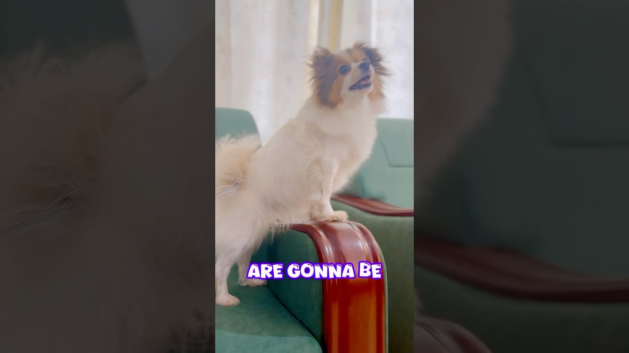 Лучшая подружка ❤️ #пикси #собачьишорты #собака #щенок #милый